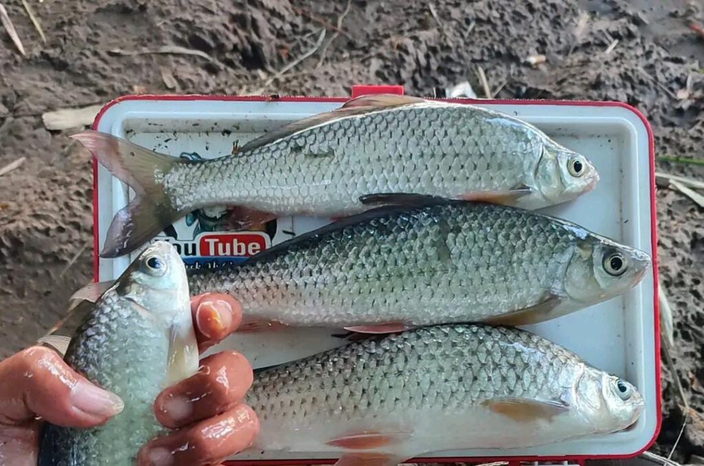 6 Umpan Ikan Nilem Alami dan Racikan Terbaik: Rahasia Sukses Mancing Nilem | NEWS TV Indonesia
