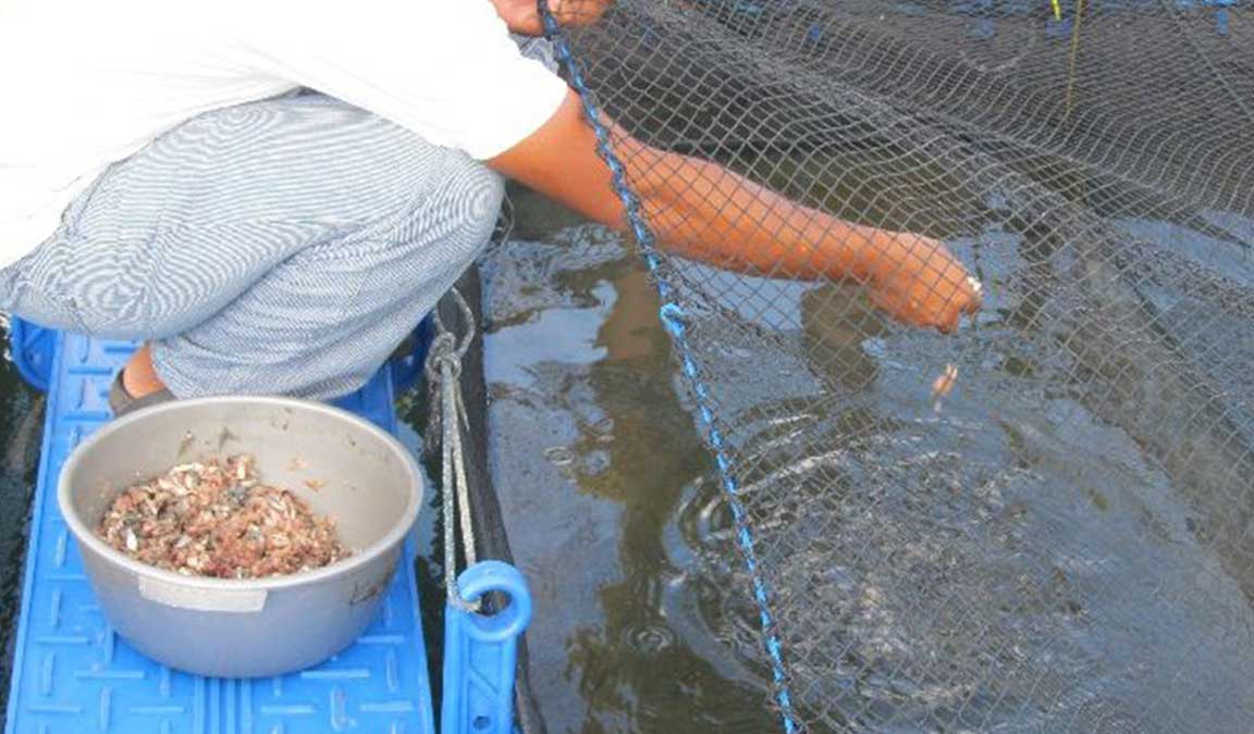 9 Pakan Ikan Gurame Terbaik untuk Pertumbuhan yang Lebih Cepat | NEWS TV Indonesia