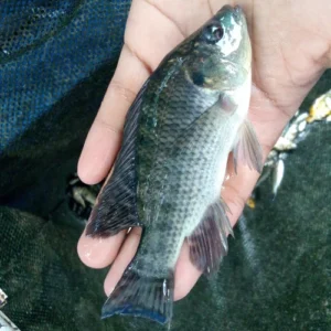 Membuat Umpan untuk Memancing di Sungai Air Tawar dengan alat tradisional