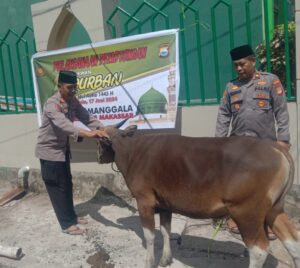 Perayaan Idul Adha 1445 H, Polsek Manggala, Qurban 2 Ekor Sapi