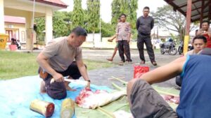 Polsek Bambalamotu Laksanakan Pemotongan Qurban Hari Ke dua Idul Adha