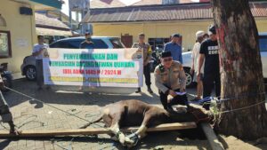Rayakan Hari Raya Idul Adha 1445 H, Polsek Tamalanrea Qurban Dua Ekor Sapi dan dibagikan ke Warga masyarakat 