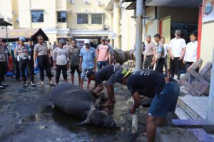 Hari Raya Idhul Adha 1445 H, Polrestabes Makassar Kurban 23 Ekor Sapi dan 2 Ekor Kambing