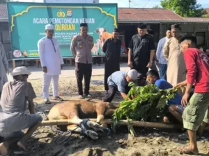 Polres Majene Berkurban Dua Ekor Sapi untuk Kaum Dhuafa pada Idul Adha 1445 H