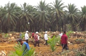 Peremajaan Kelapa Sawit di Kabupaten Seluma Membuka Peluang Baru