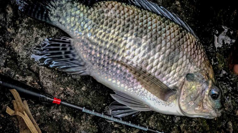 8 Umpan Ikan Nila yang Bisa Dibuat di Rumah dan Cara Membuatnya | NEWS TV Indonesia