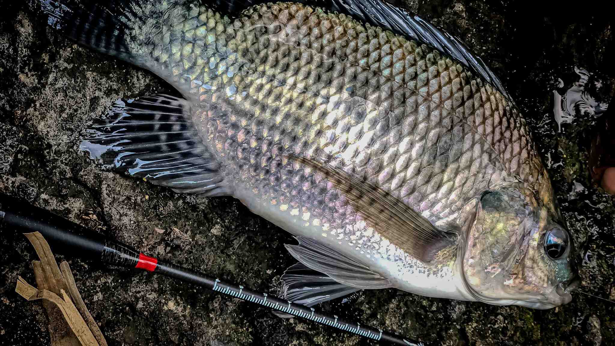 8 Umpan Ikan Nila yang Bisa Dibuat di Rumah dan Cara Membuatnya | NEWS TV Indonesia