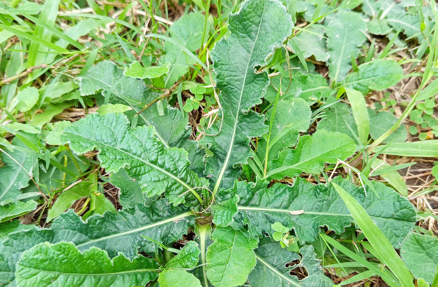 Tanaman Tapak Liman dan Pegagan miliki 3 Manfaat: Herbal Liar Ampuh untuk Berak Darah, Batuk Darah, hingga Mimisan | NEWS TV Indonesia