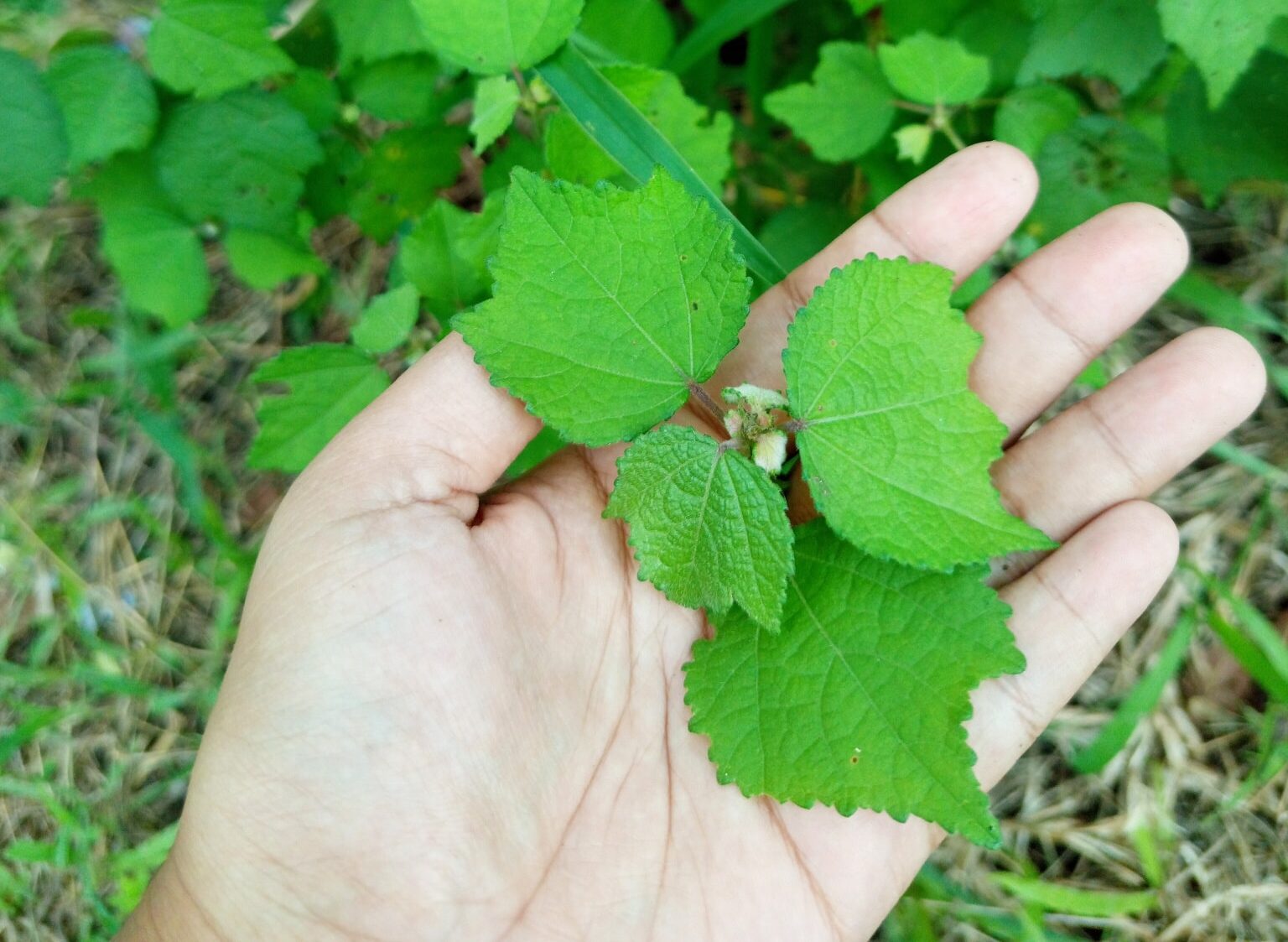 9 Manfaat Tanaman Pulutan untuk Kesehatan: Tumbuhan Herbal Tradisional untuk Rematik, Diare, hingga Radang Amandel | NEWS TV Indonesia