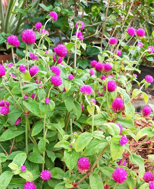 12 Khasiat Bunga Kenop Tanaman Herbal Tradisional dari Luar hingga Dalam Tubuh | NEWS TV Indonesia