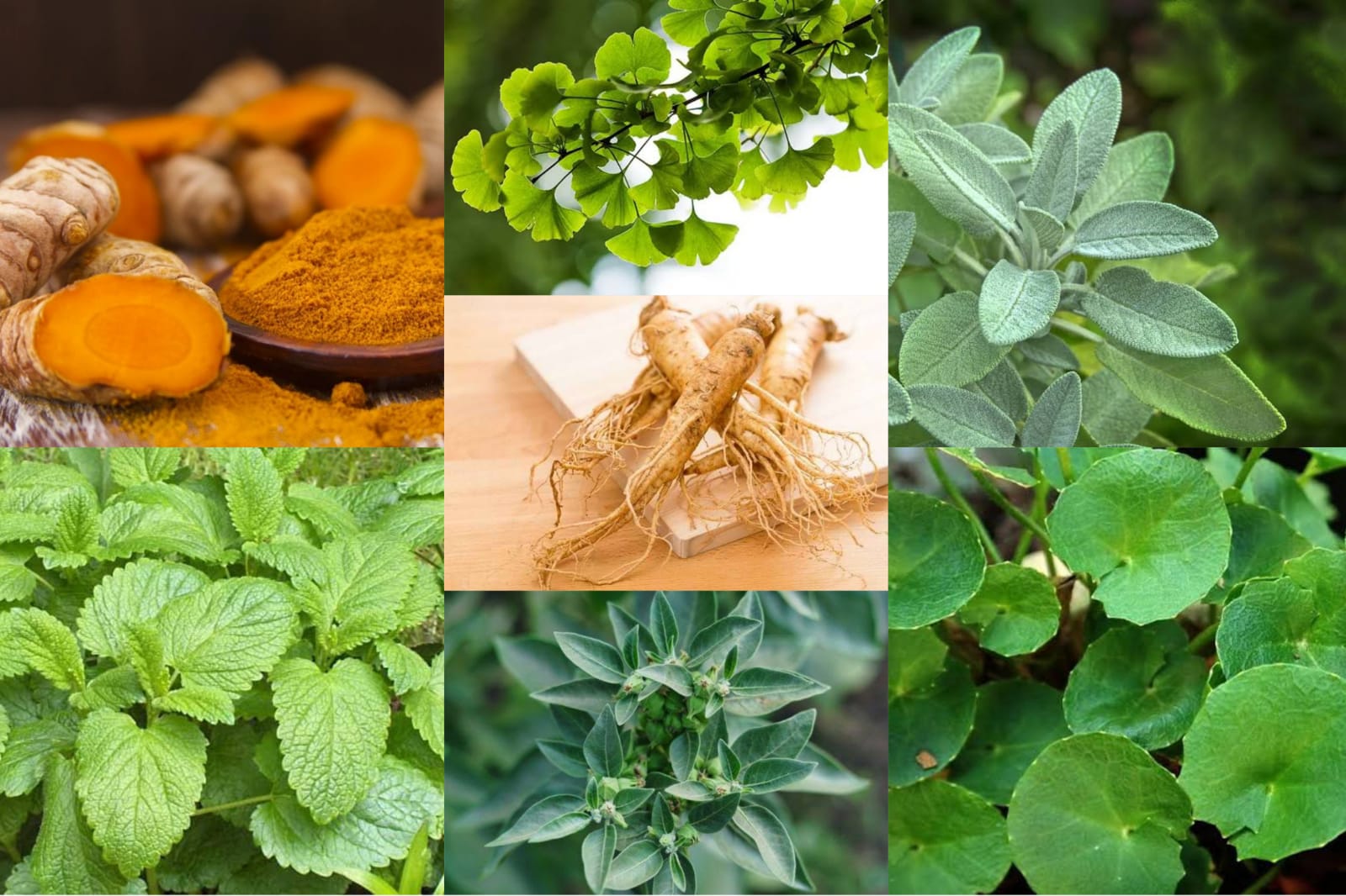 Penanganan Penyakit Jantung dengan 5 Ramuan Herbal Rumahan sebagai Pendamping Gaya Hidup Sehat