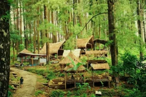 Hutan Pinus Nongko Ijo di Madiun: Harga Tiket & Lokasi