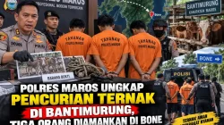 Polres Maros Ungkap Pencurian Ternak di Bantimurung, Tiga Orang Diamankan di Bone